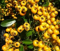 Пираканта "Soleil d’Or" (Солей де Ор)