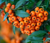 Пираканта Тетон (Pyracantha 'Teton')