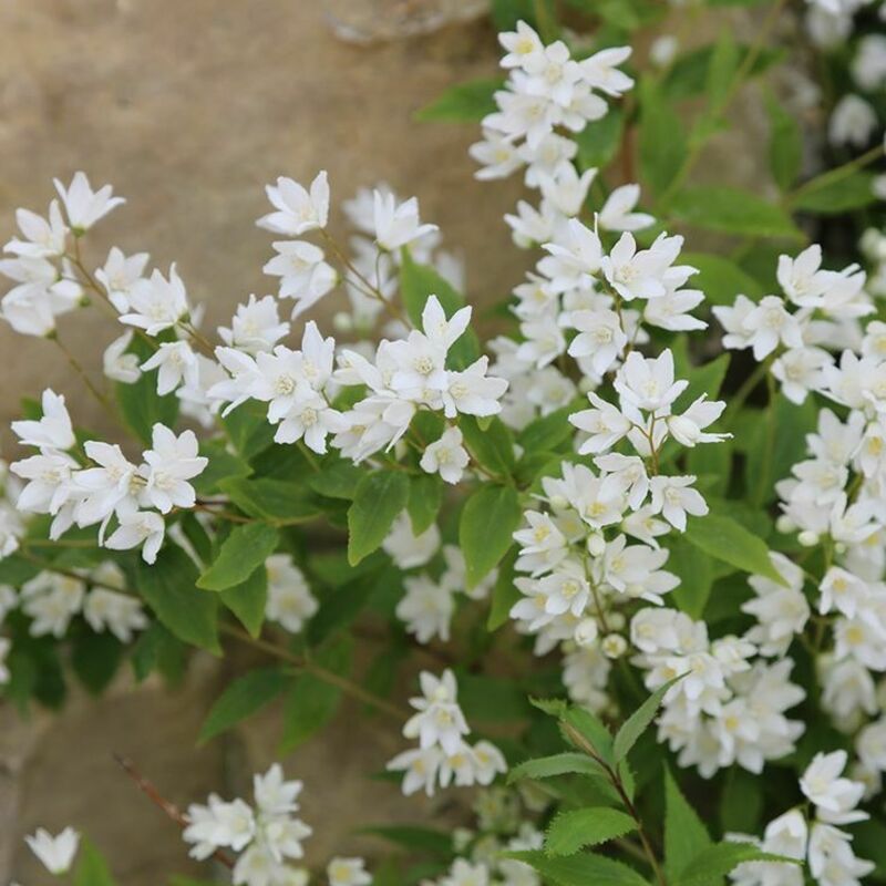 Дейция изящная Никко (Deutzia gracilis 'Nikko')