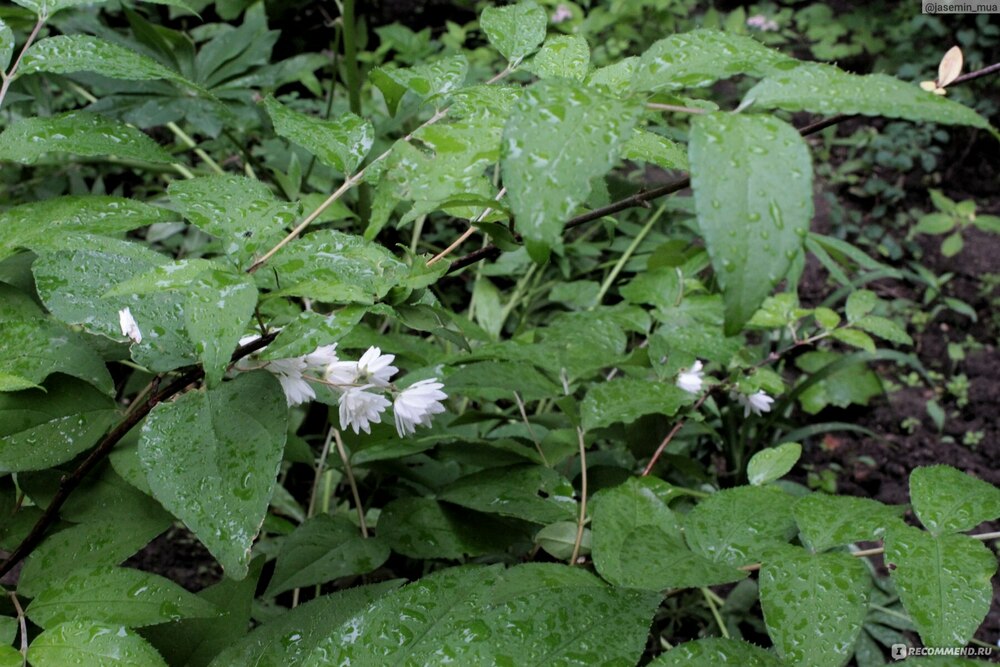 Дейция изящная Никко (Deutzia gracilis 'Nikko')