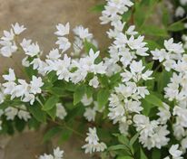 Дейция изящная Никко (Deutzia gracilis 'Nikko')