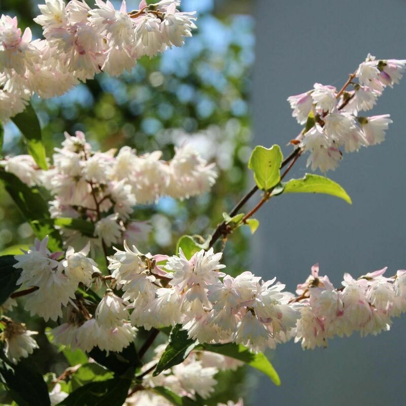 Дейция Розеа Плена (Deutzia x rosea 'Plena')