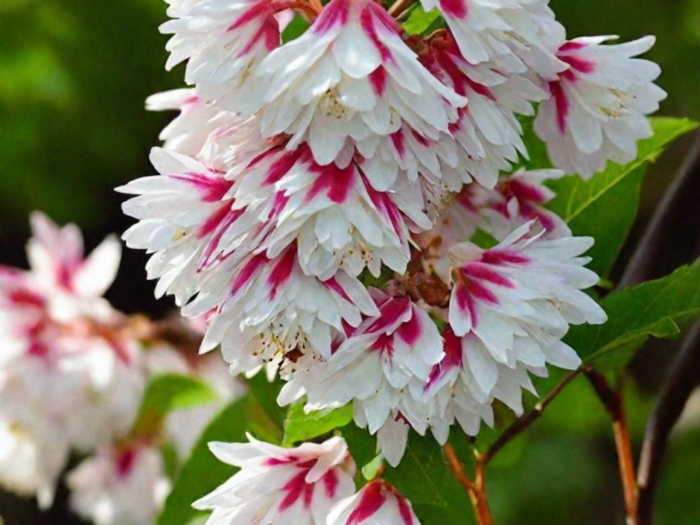 Дейция Розеа Плена (Deutzia x rosea 'Plena')