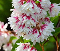 Дейция Розеа Плена (Deutzia x rosea 'Plena')