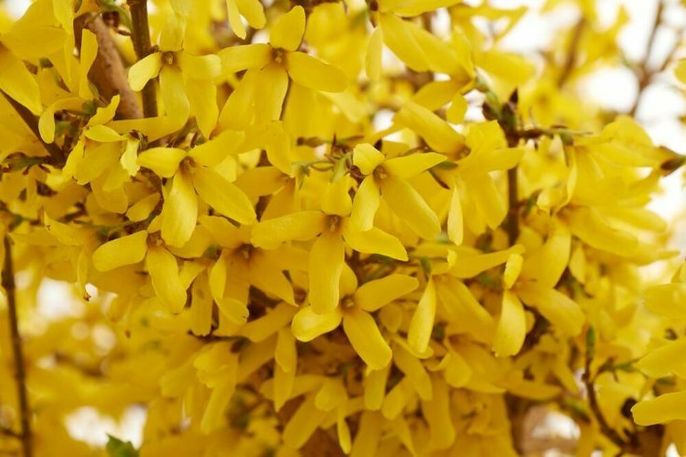 Форзиция Мари Дор (Forsythia 'Maree d\'Or')