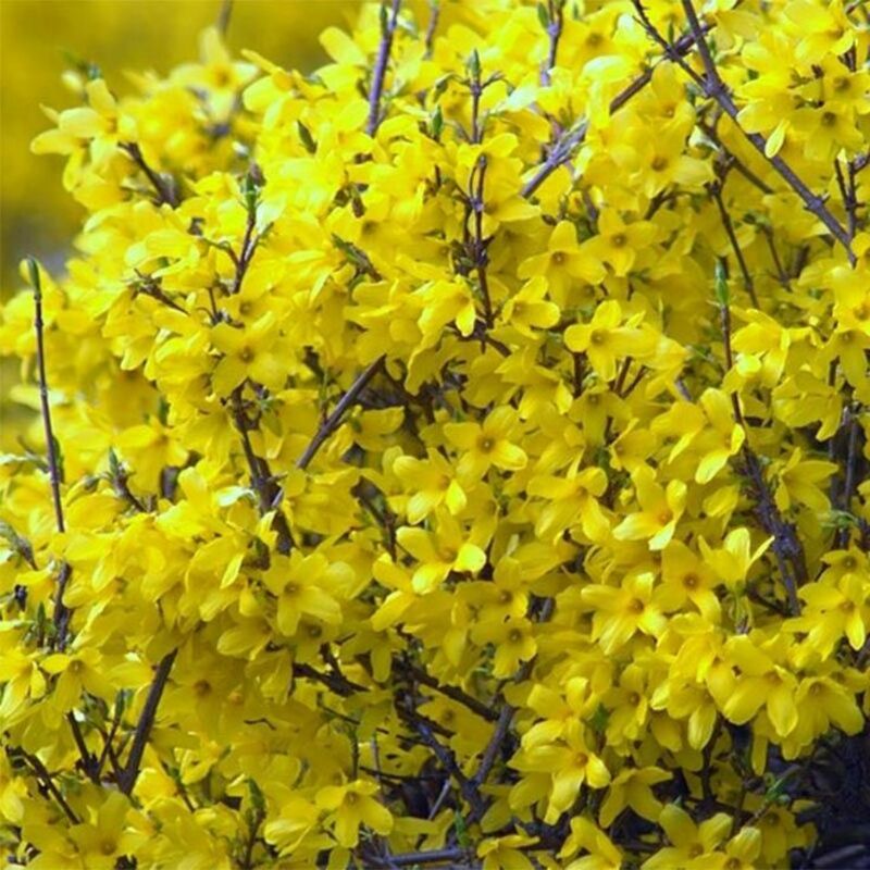 Форзиция Мари Дор (Forsythia 'Maree d\'Or')