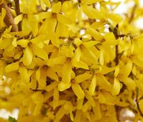 Форзиция Мари Дор (Forsythia 'Maree d\'Or')