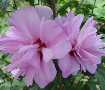 Гибискус сирийский Арденс (Hibiscus syriacus 'Ardens')