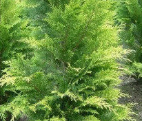 Кипарисовик Лавсона Стардаст (Chamaecyparis lawsoniana 'Stardust')