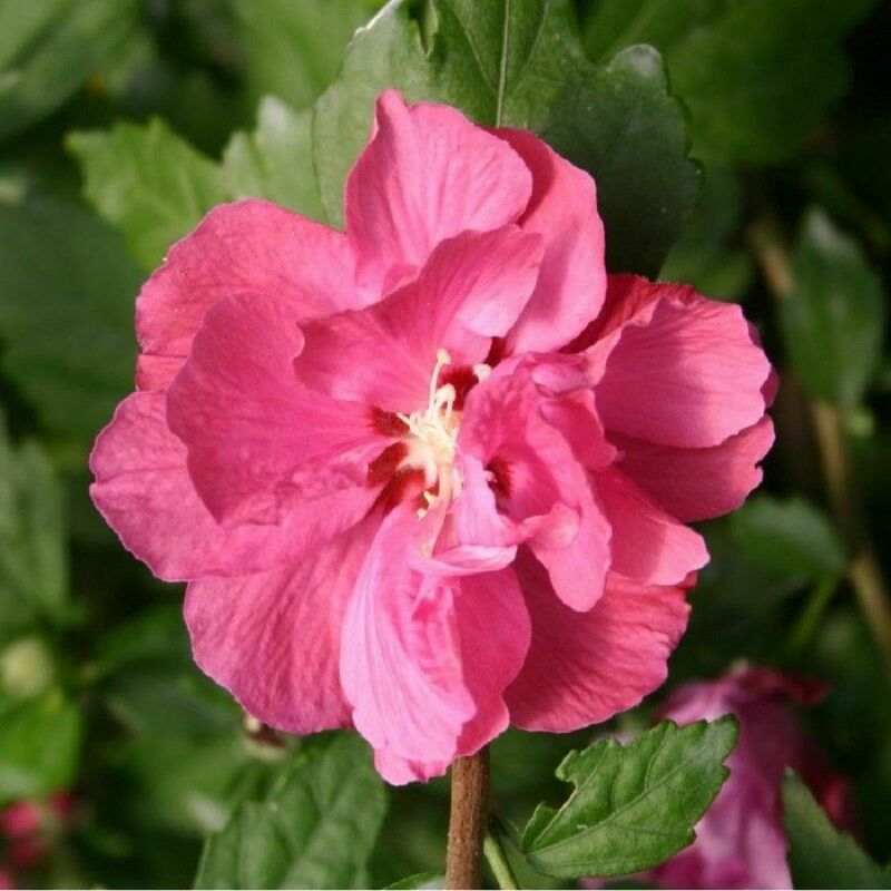 Гибискус сирийский Дюк де Брабант (Hibiscus syriacus 'Duc de Brabant')