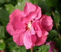 Гибискус сирийский Дюк де Брабант (Hibiscus syriacus 'Duc de Brabant')
