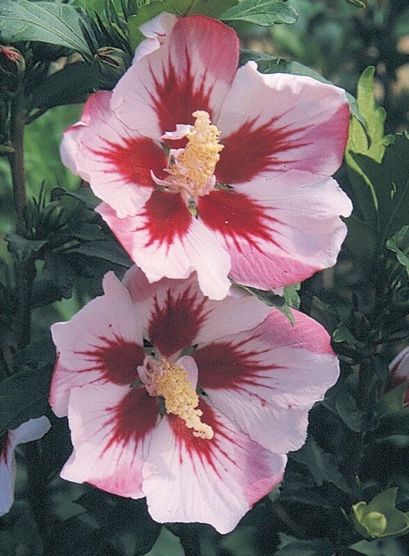Гибискус сирийский Хамабо (Hibiscus syriacus 'Hamabo')
