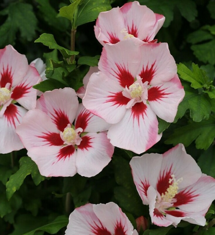 Гибискус сирийский Хамабо (Hibiscus syriacus 'Hamabo')