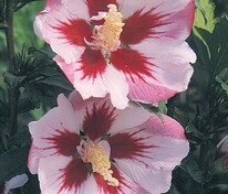 Гибискус сирийский Хамабо (Hibiscus syriacus 'Hamabo')