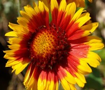 Гайлардия Кобольд (Gaillardia x grandiflora 'Kobold')