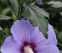Гибискус сирийский Марина (Hibiscus syriacus 'Marina')