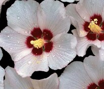 Гибискус сирийский Матильда (Hibiscus syriacus 'Mathilde')
