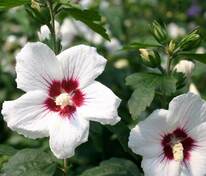 Гибискус сирийский Монстрозус (Hibiscus syriacus 'Monstrosus')