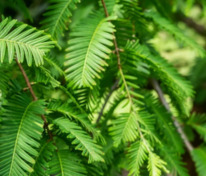 Метасеквойя глиптостробоидная (Metasequoia glyptostroboides)