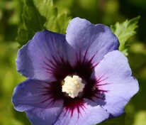 Гибискус сирийский Озиау Блу (Hibiscus syriacus 'Oiseau Bleu')