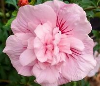 Гибискус сирийский "Pink Chiffon" (Пинк Чиффон)