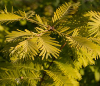 Метасеквойя глиптостробоидная Голдраш (Metasequoia glyptostroboides 'Goldrush')