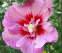 Гибискус сирийский Пинк Джаент (Hibiscus syriacus 'Pink Giant')