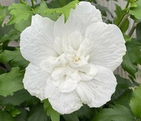 Гибискус сирийский Вайт Шифон (Hibiscus syriacus 'White Chiffon')