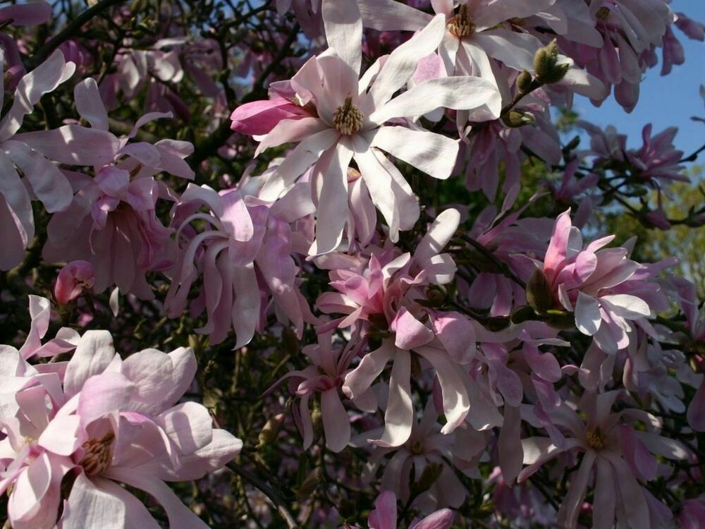 Магнолия Лебнера Леонард Мессел (Magnolia x loebneri 'Leonard Messel')