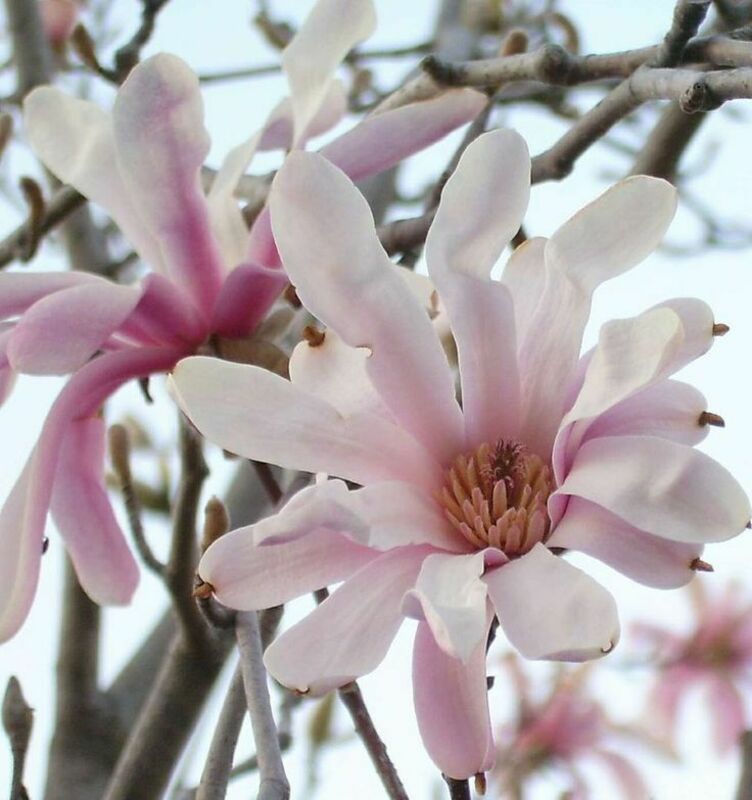 Магнолия Лебнера Леонард Мессел (Magnolia x loebneri 'Leonard Messel')