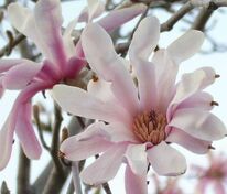 Магнолия Лебнера Леонард Мессел (Magnolia x loebneri 'Leonard Messel')