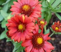 Гайлардия Меса Ред (Gaillardia x grandiflora 'Mesa Red')