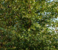 Береза чёрная Дура Хит (Betula nigra 'Dura Heat')