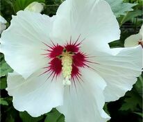 Гибискус сирийский Ред Харт (Hibiscus syriacus 'Red Heart')