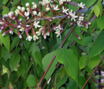 Гимнокладус двудомный (Gymnocladus dioicus) бундук канадский, кентуккийское кофейное дерево