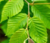 Граб каролинский (Carpinus caroliniana)