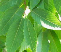 Дзельква японская (Zelkova serrata) пильчатая