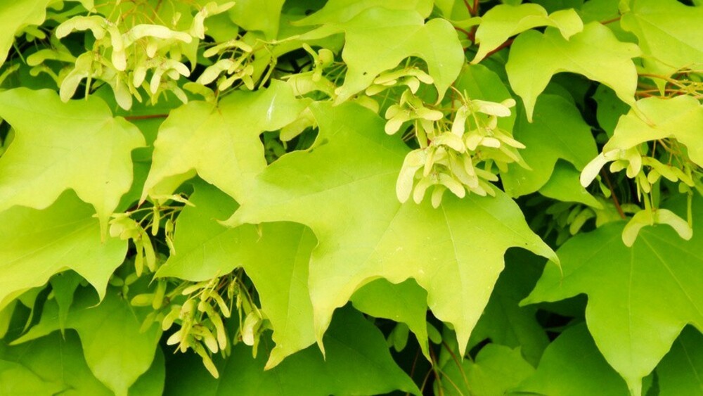 Клён колхидский Ауреум (Acer cappadocicum 'Aureum')