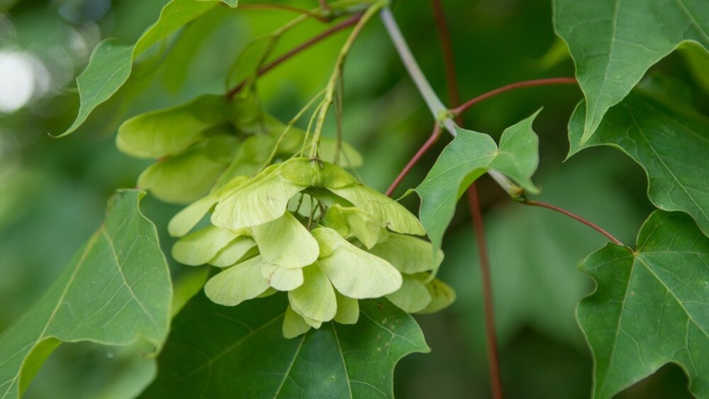 Клён колхидский "Aureum" (Ауреум)
