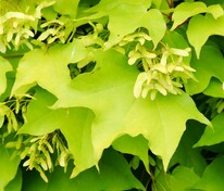 Клён колхидский Ауреум (Acer cappadocicum 'Aureum')