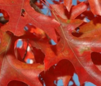 Дуб шарлаховый (Quercus coccinea)