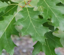 Дуб Шумарда (Quercus shumardii)