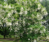 Кладрастис кентуккийский (Cladrastis kentukea)