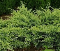 Можжевельник виргинский Голден Спринг (Juniperus virginiana 'Golden Spring')