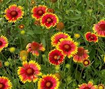 Гайлардия гибридная (Gaillardia x hybrida)