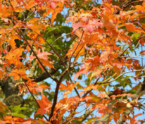 Клен сахарный "Green Mountain" (Грин Монтейн)