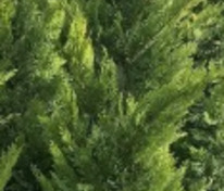 Купрессоципарис Лейланда Клон 2001 (x Cuprocyparis leylandii 'Clone 2001')