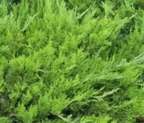 Можжевельник казацкий Там Но Блайт (Juniperus sabina 'Tam No Blight')