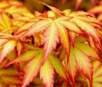 Клён дланевидный Оранж Дрим (Acer palmatum 'Orange Dream') (пальмолистный, веерный)