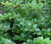 Барбарис средний Паркджувел (Berberis x media 'Parkjuweel')